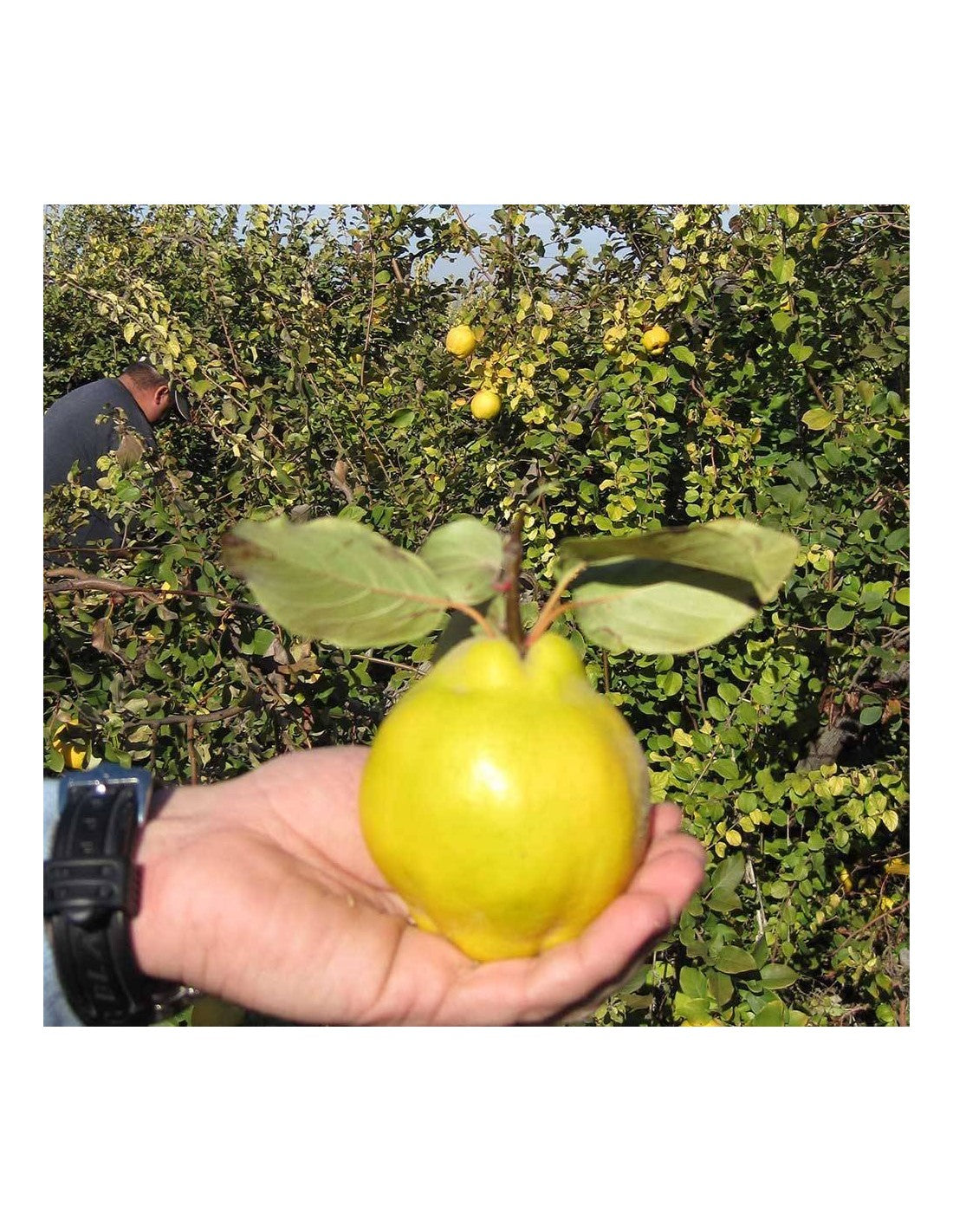 Quince Paste - Dulce de Menbrillo by El Quijote